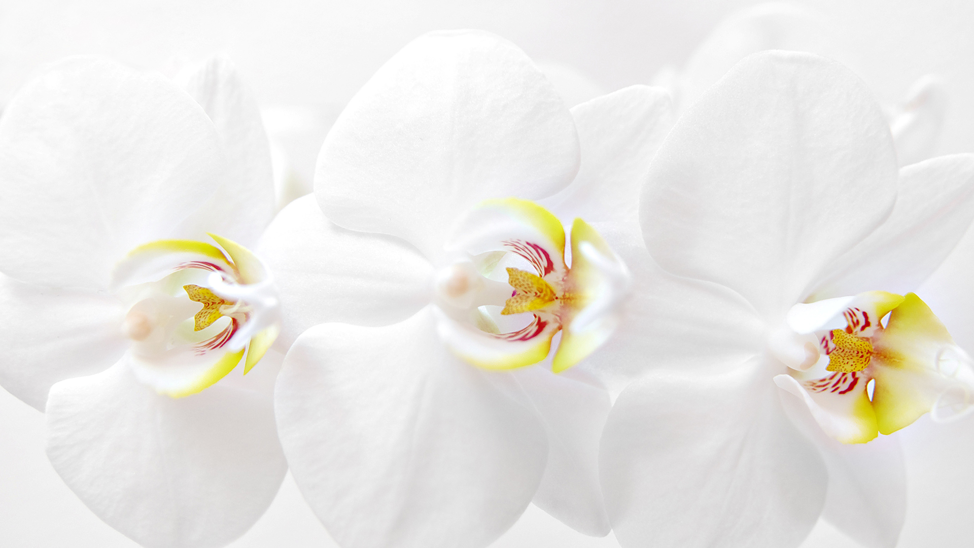 white_orchid_by_dealived